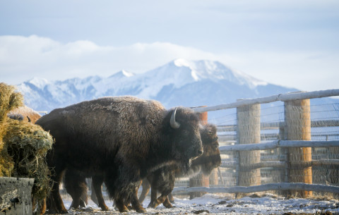 1.11.16-Maddie-Zapata-bison-landscape