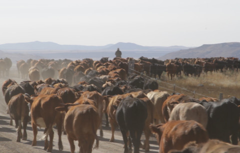 MVI_1309.MOV.00_00_05_14.Still001