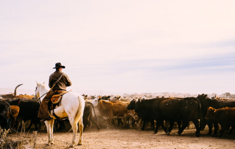 Jake funnels the herd through the gate.