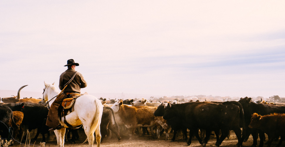 Jake funnels the herd through the gate.